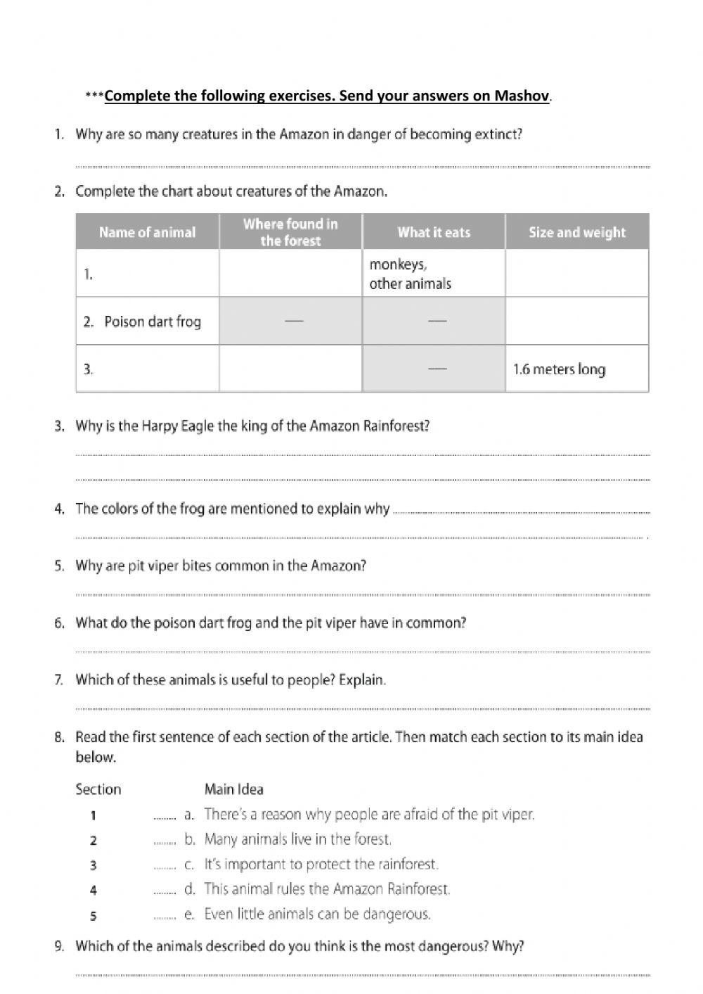 Animals in the Rainforest