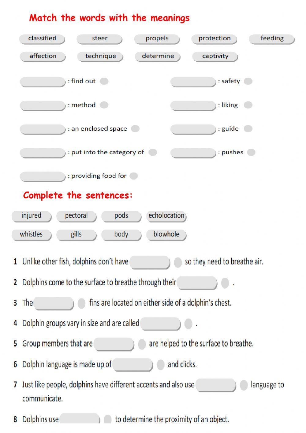 Action 11 Dolphins. Made by Zhanar Habibullina
