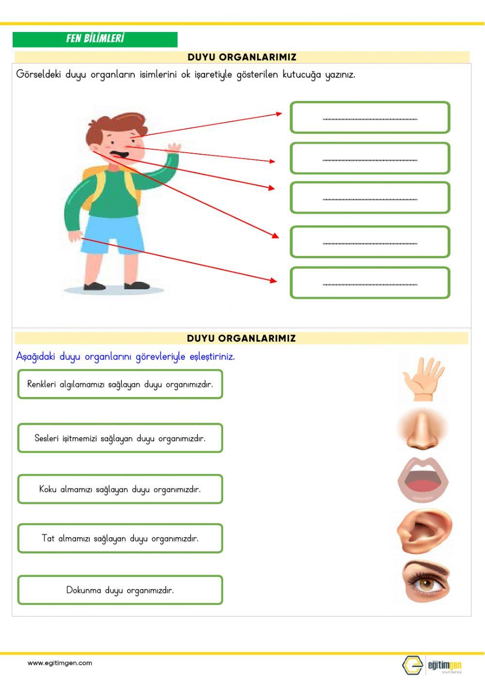 Duyu organlari,tek-çi̇ft sayilar