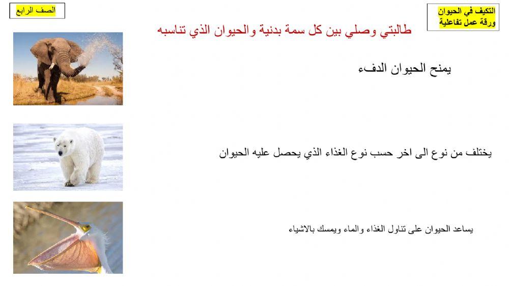 ورقة عمل التكيف في الحيوان