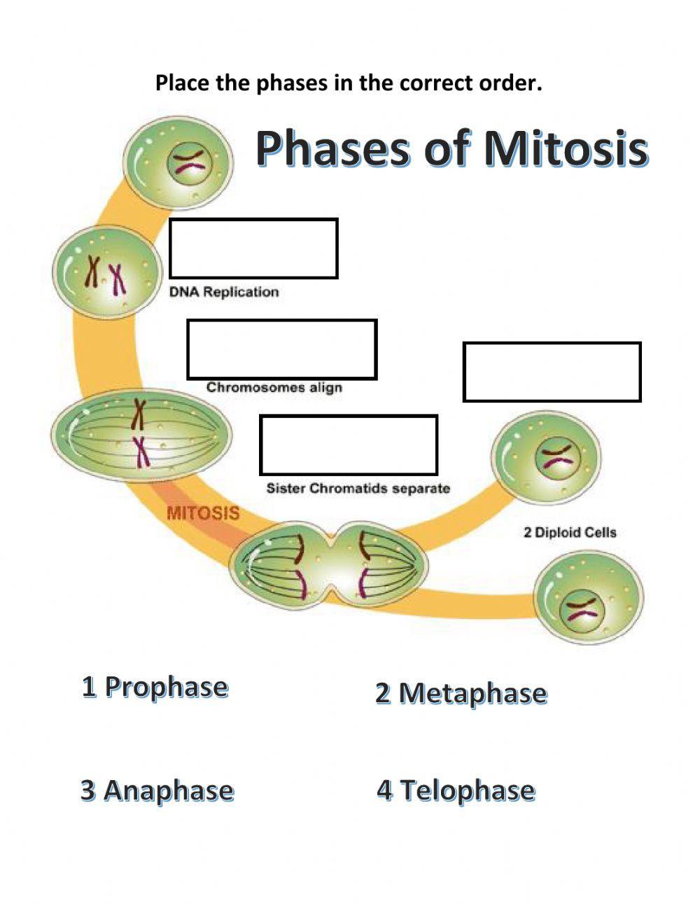 Mitosis phases