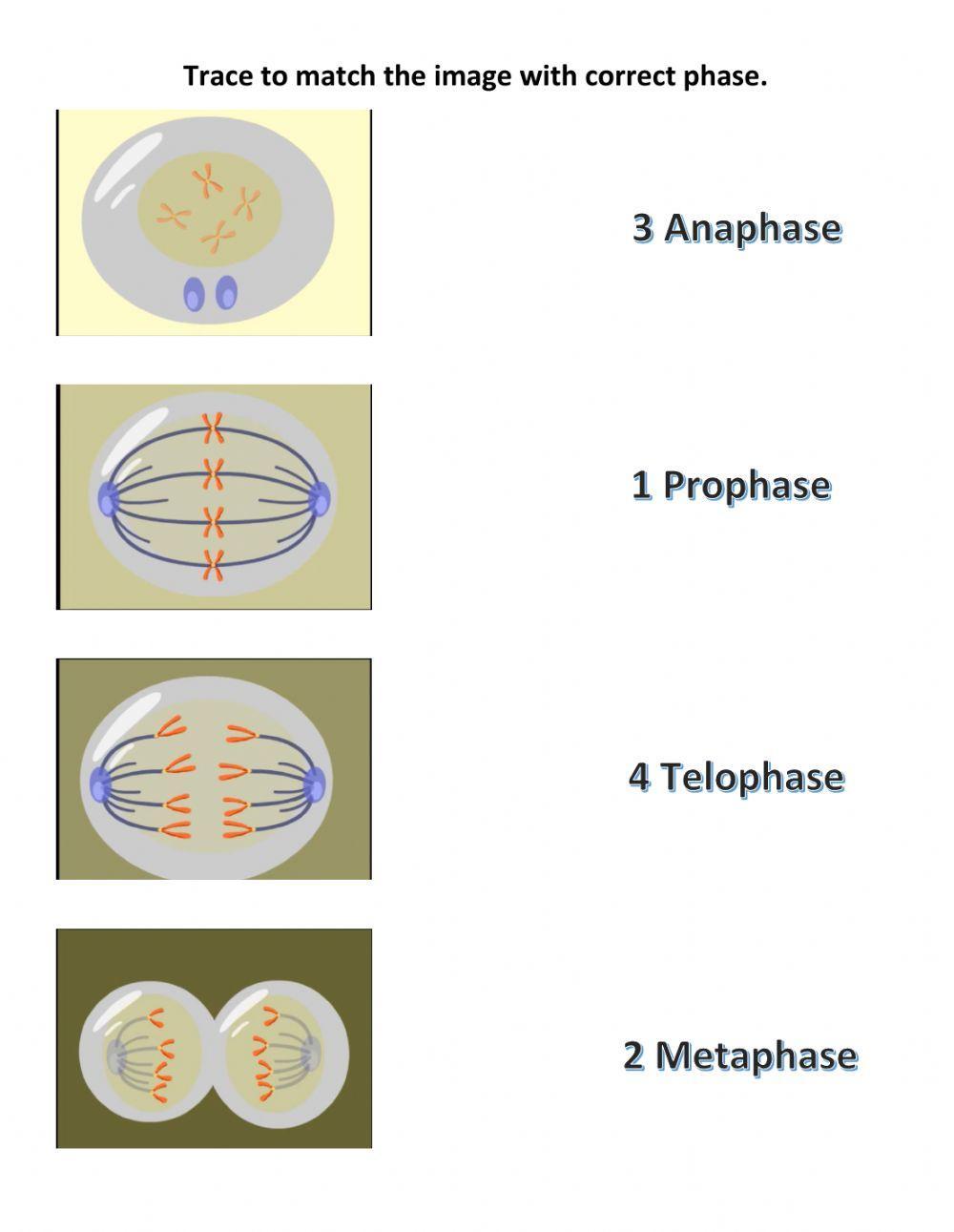 Mitosis phases