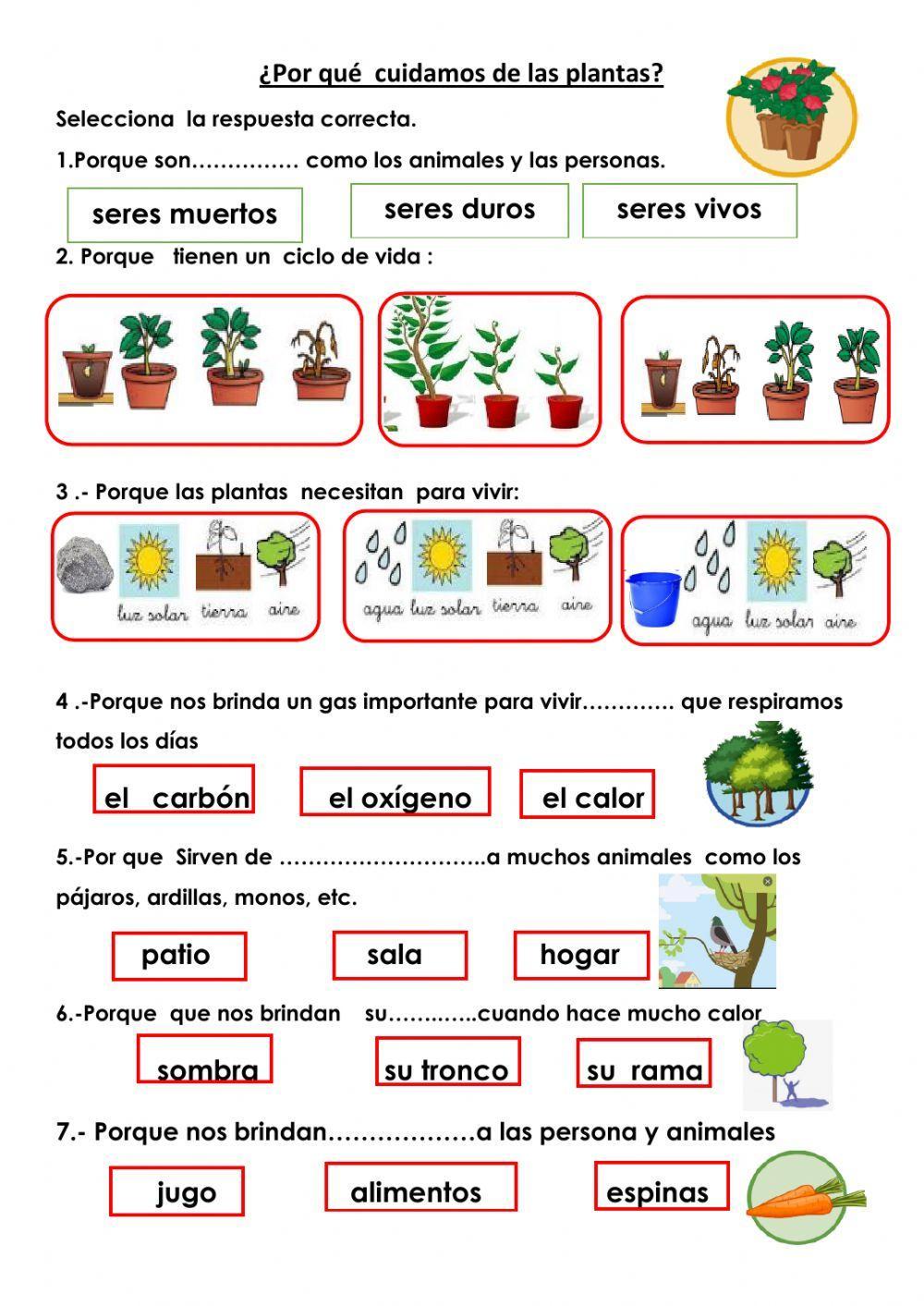 ¿por que cuidamos  de las plantas?