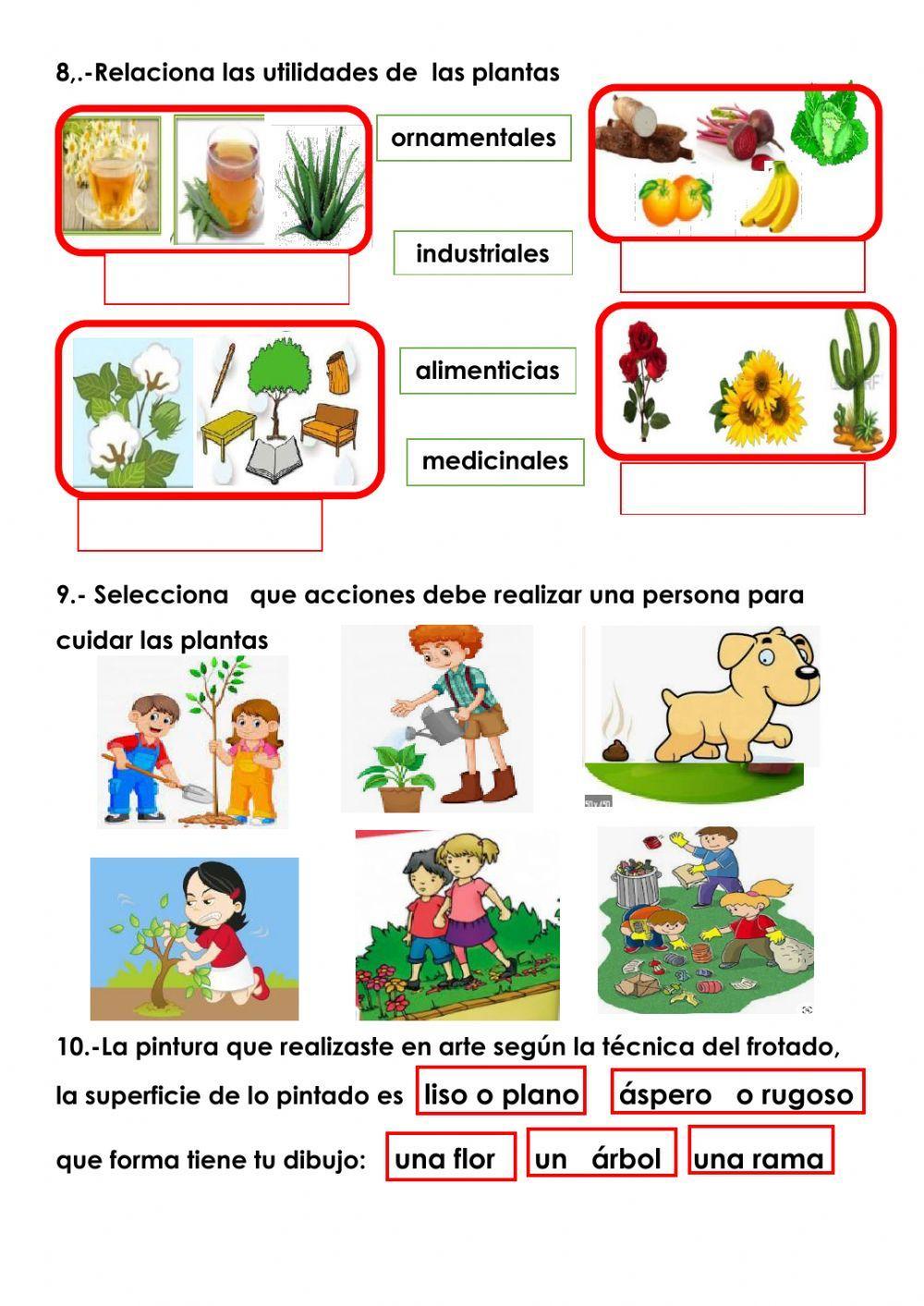 ¿por que cuidamos  de las plantas?