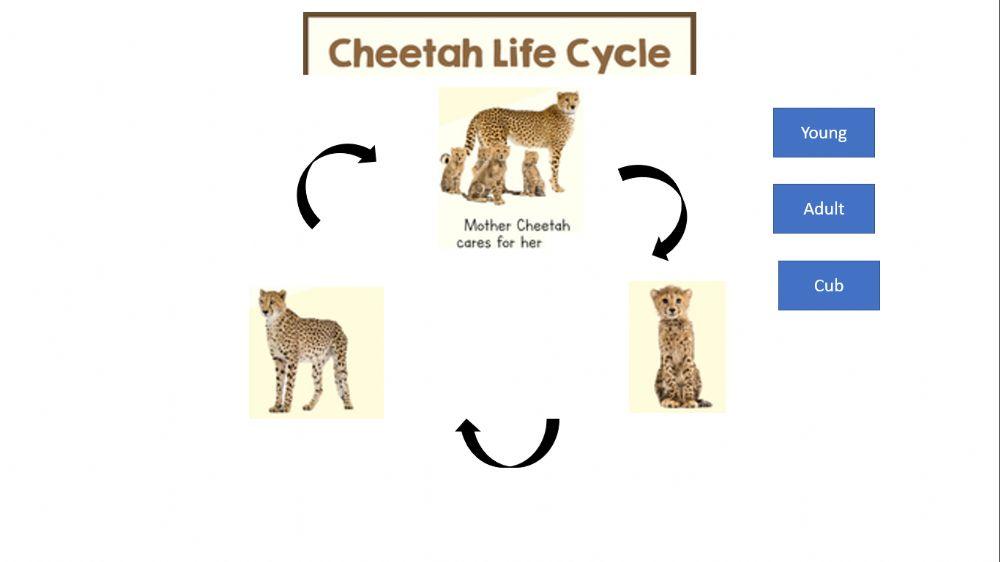 Life cycle of cheetah