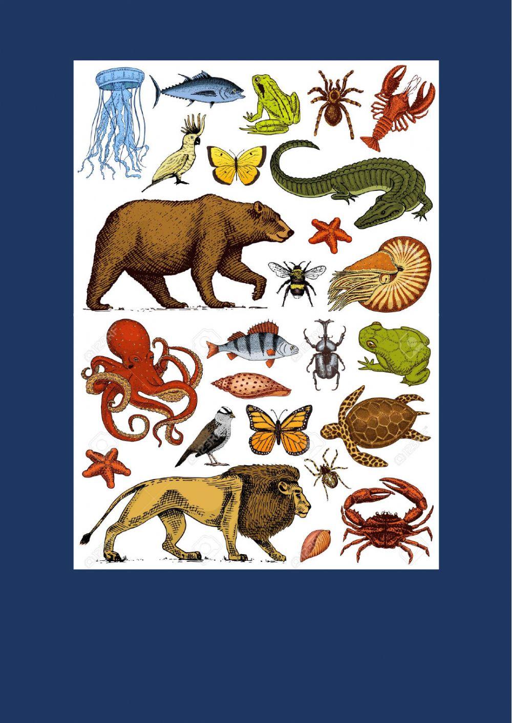Mammals, amphibians, birds, fish, and reptiles.