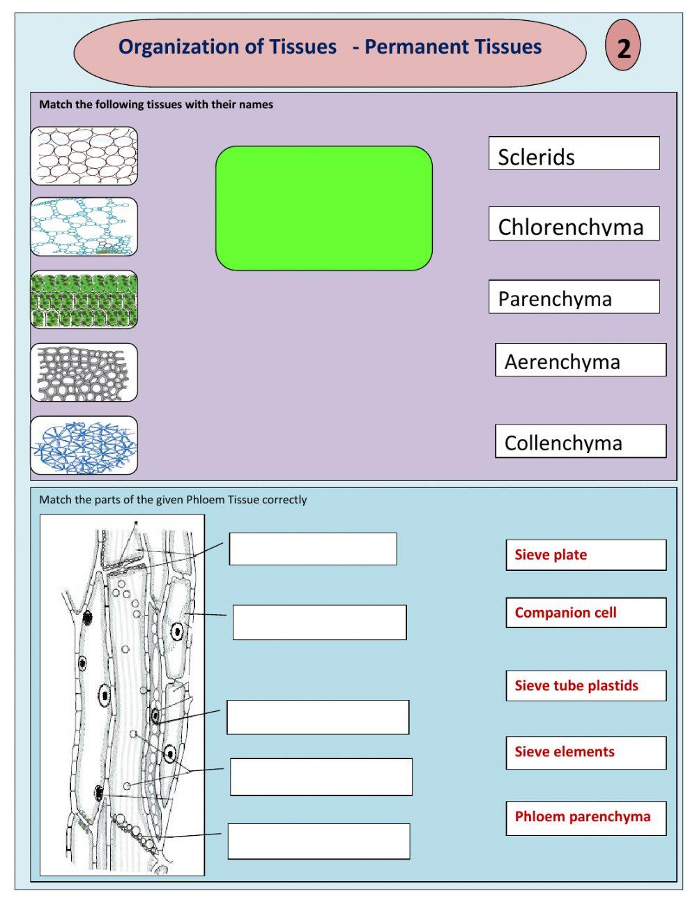 Organization of Tisssues