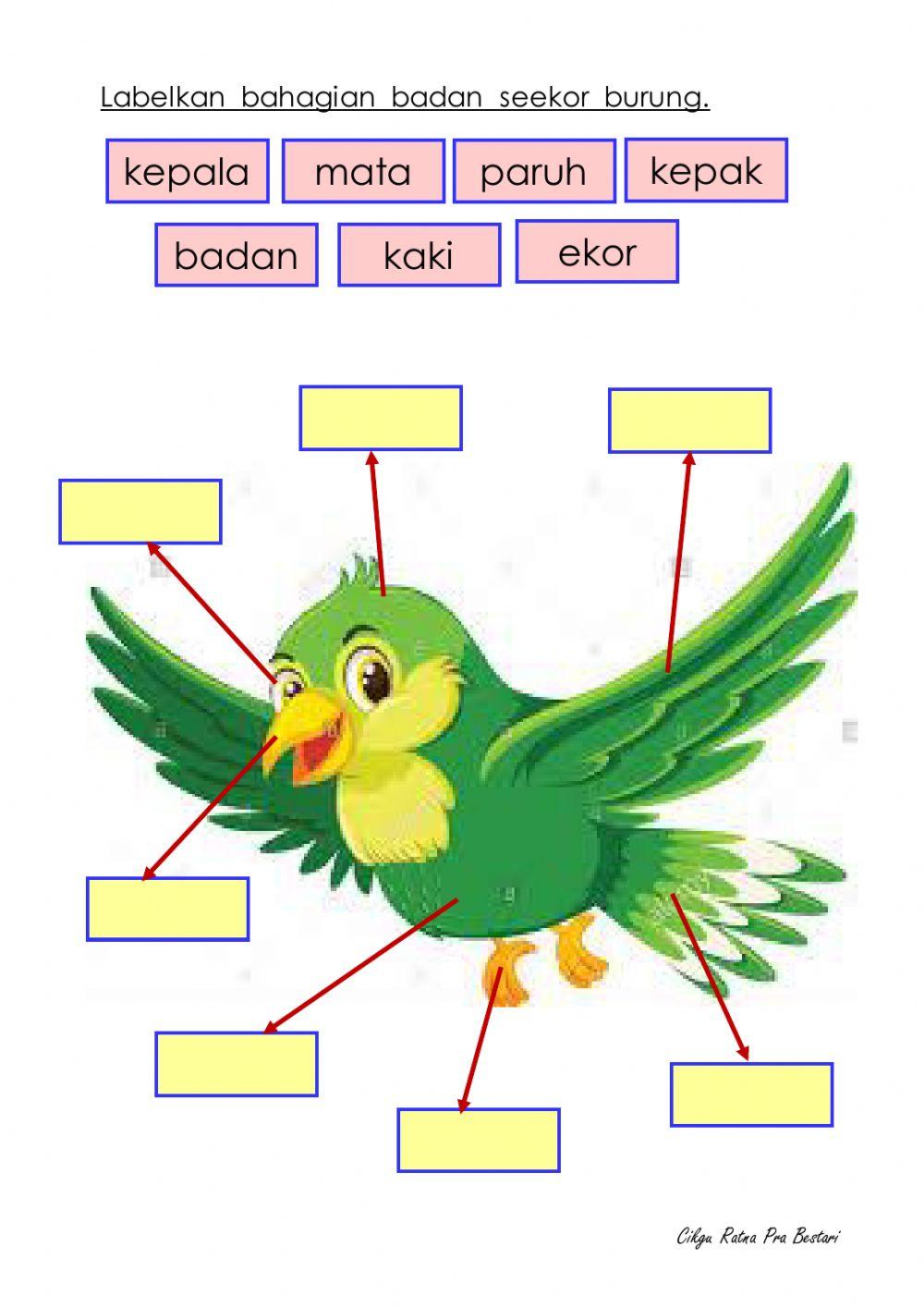 ANGGOTA  BADAN  BURUNG