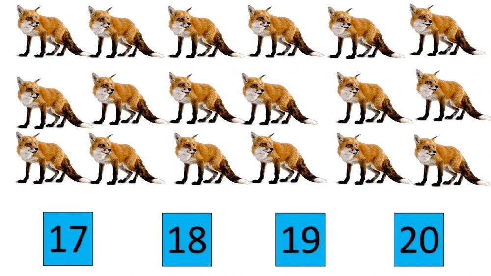 Animals and Numbers