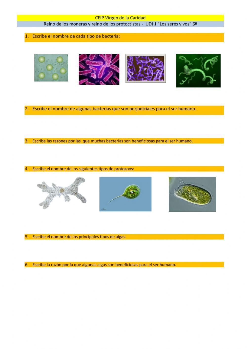 Reino de los moneras y reino de los protoctitas