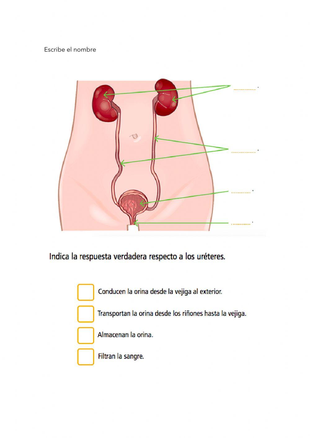Sistemas de la nutrición