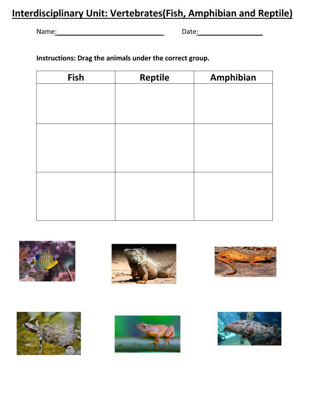 Vertebrates Reptile, Amphibian, Fish Worksheet