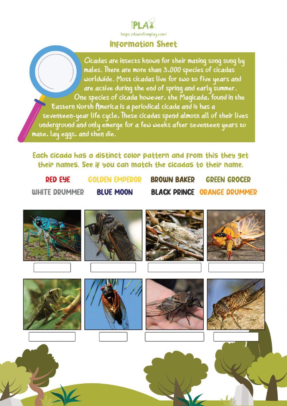 Searching for Cicada - Cicada Information Sheet