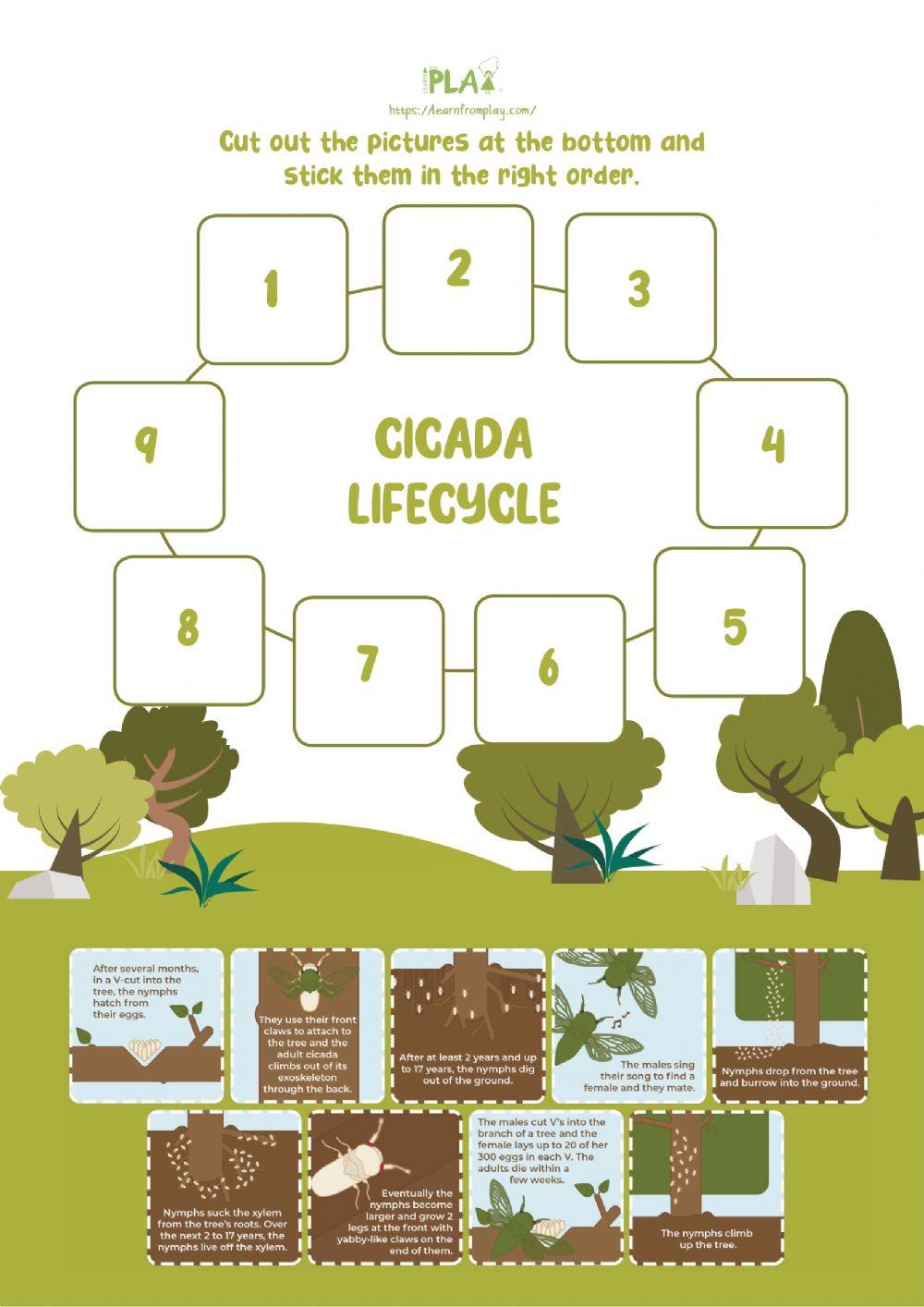 Searching for Cicada - Cicada Life Cycle