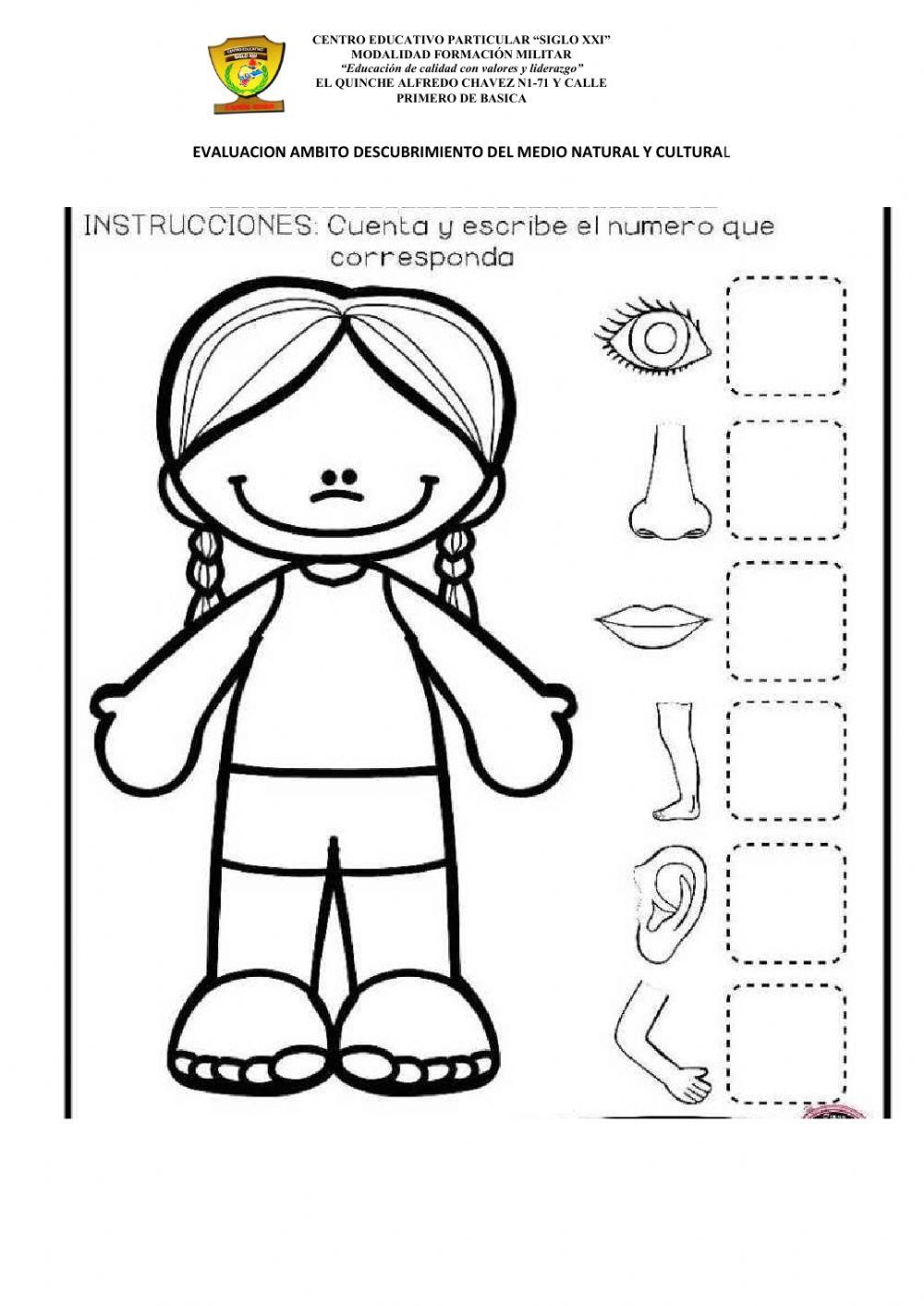 El Cuerpo Humano Online Exercise For 1ro Live Worksheets