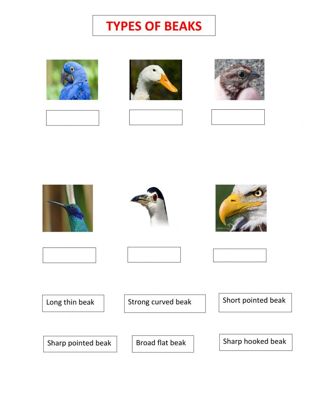 Types of birds beak worksheet Live Worksheets