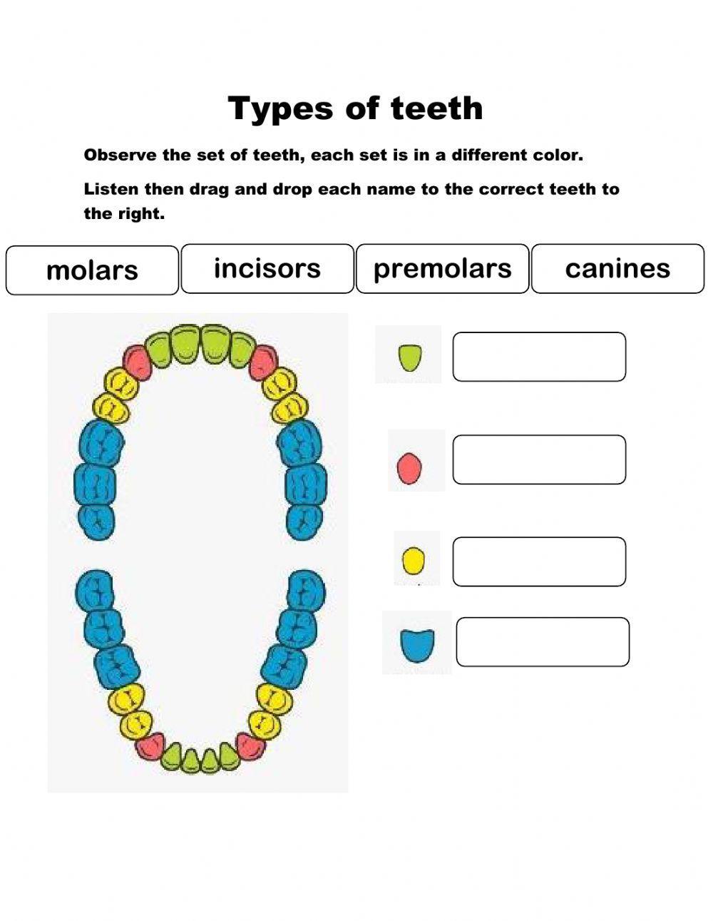 The Types of Teeth