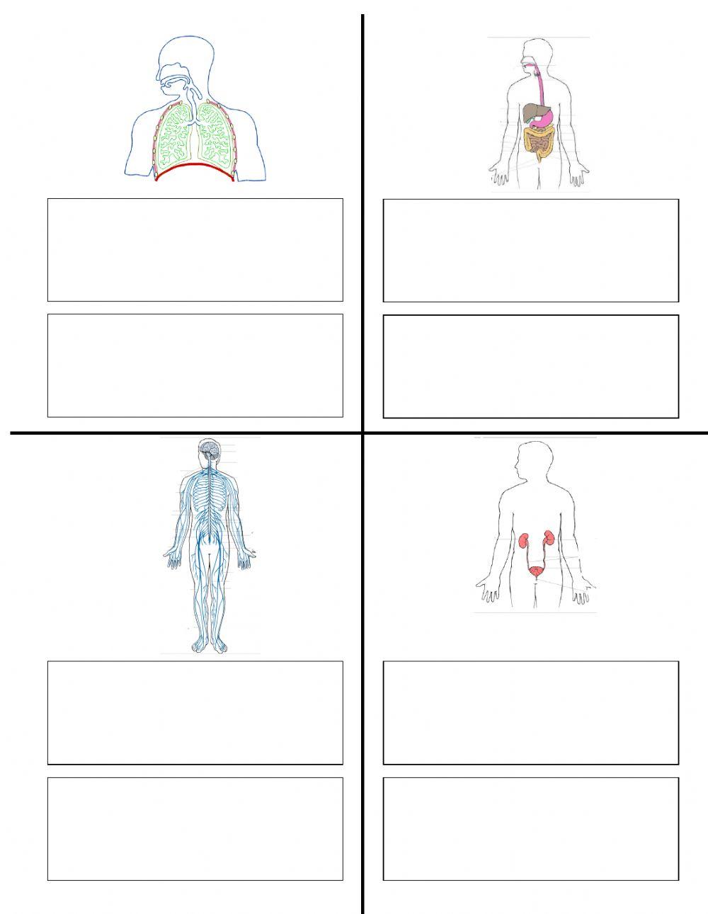 Human Body Systems Matching 422594 Keith Smith Live