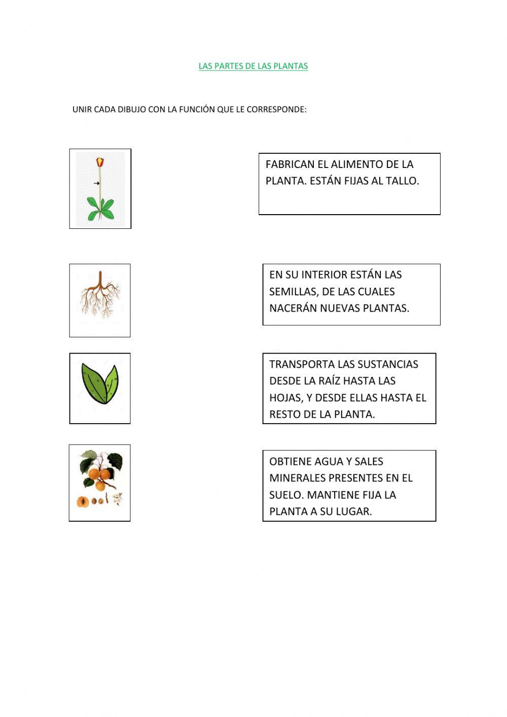 Las partes de la planta