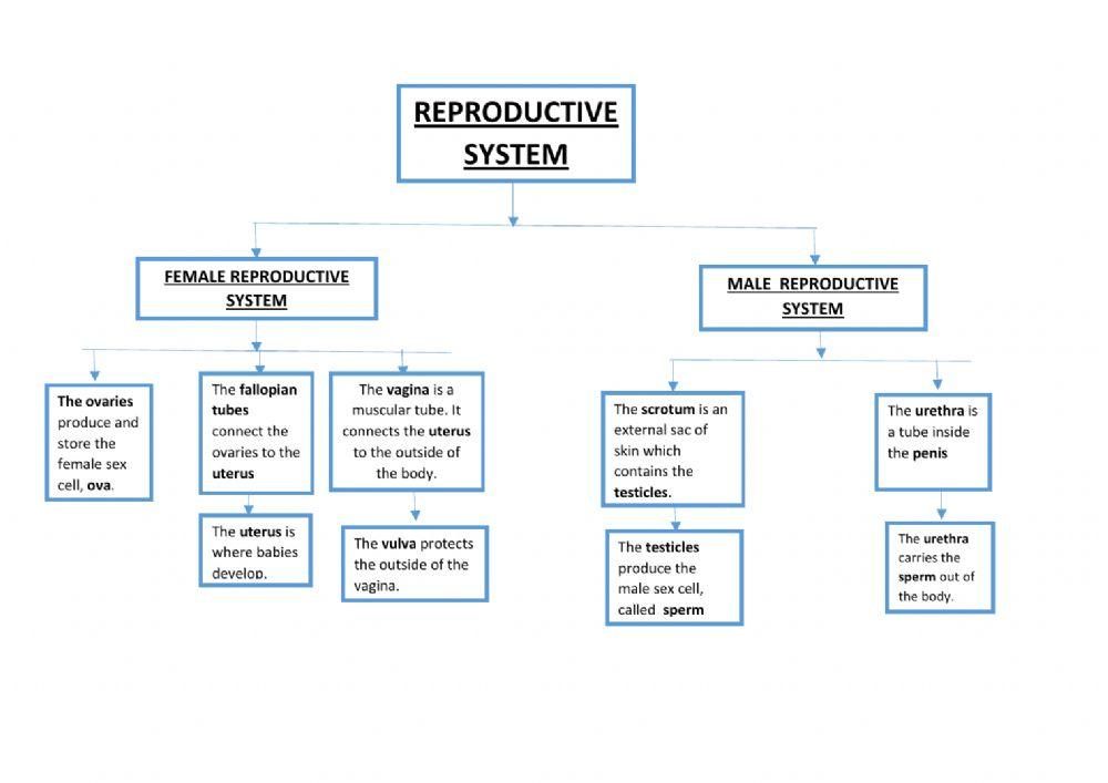 Reproductive System scheme