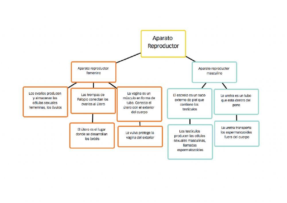 Aparato Reproductor Esquema