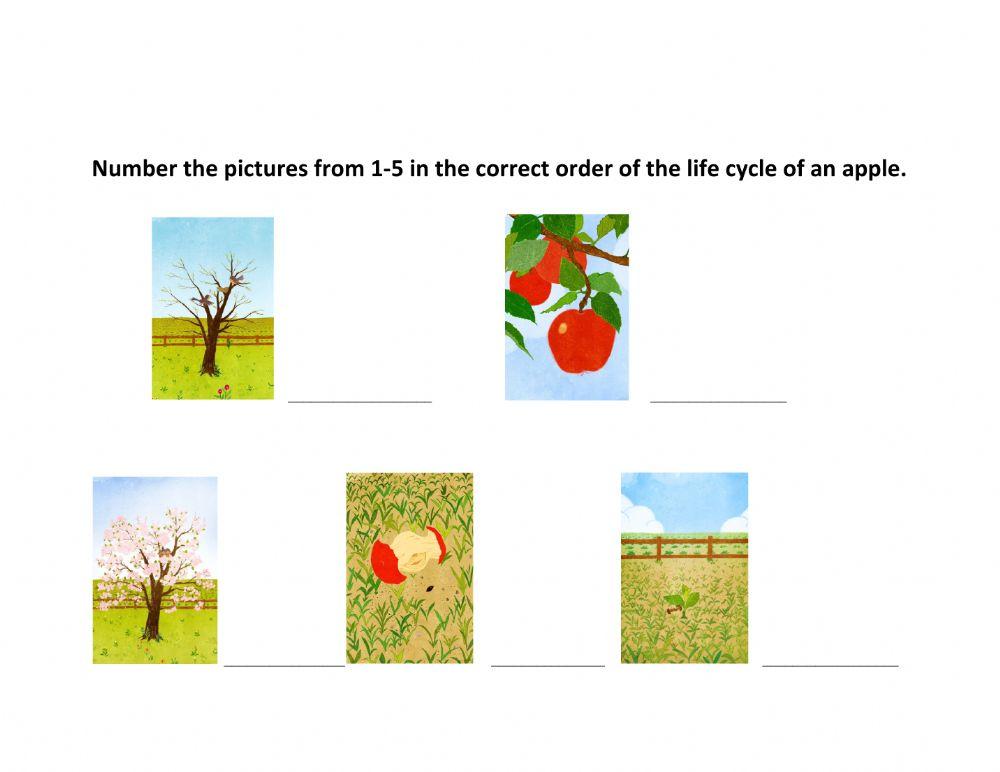 Apple Tree Life Cycle