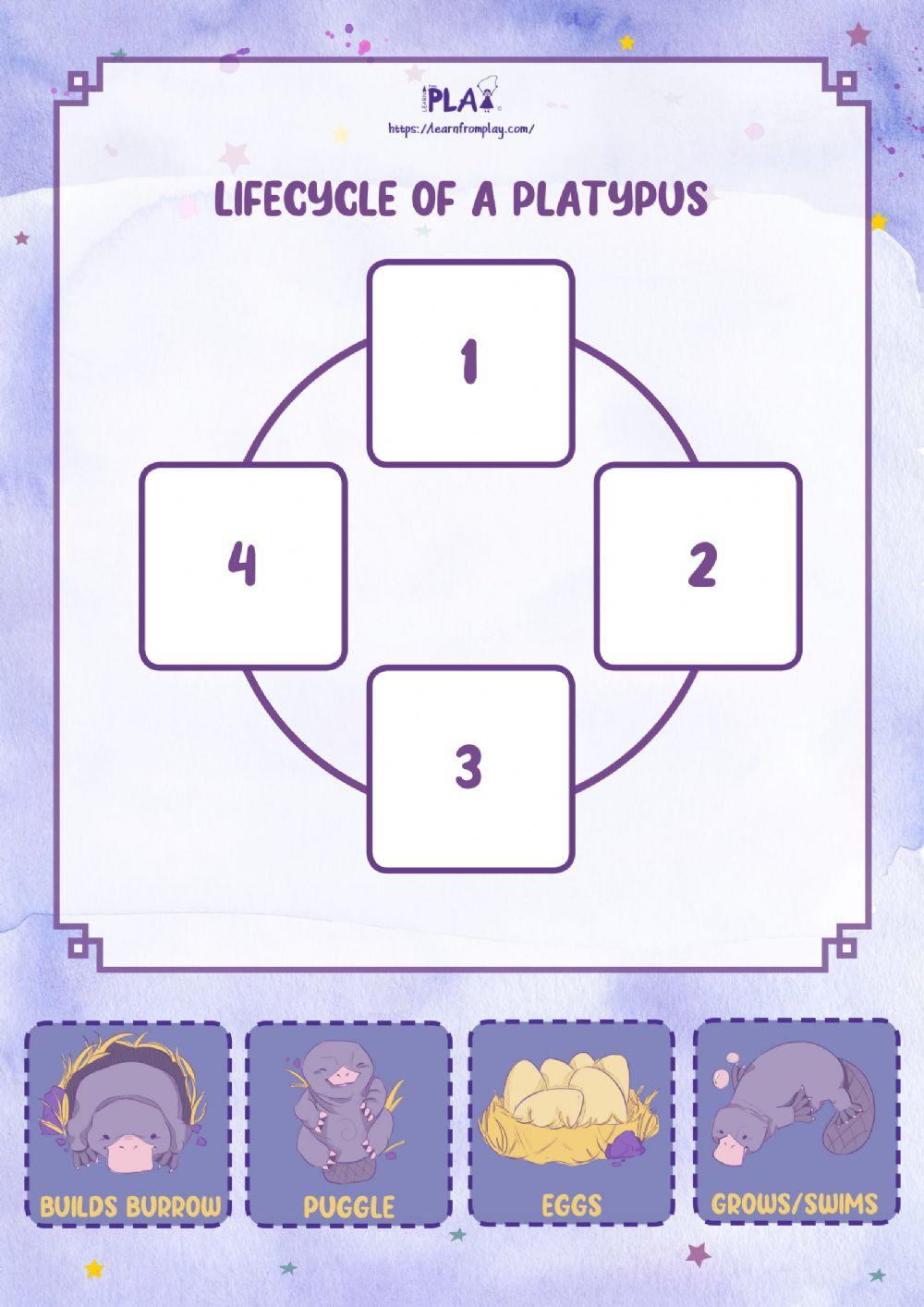 Sleep Tight, Platypup - Life Cycle