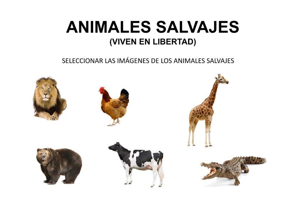 Animales salvajes