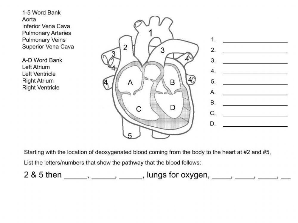 Heart Diagram Worksheet Blank