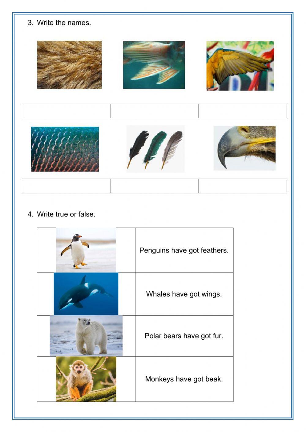 Wild animals - Characteristics