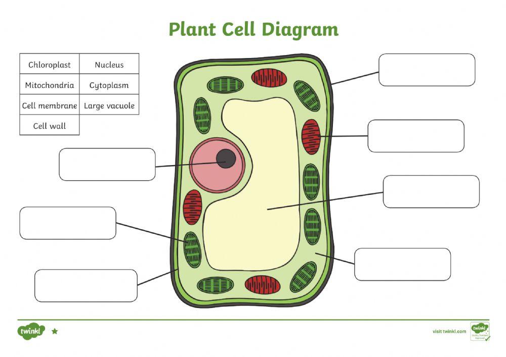 6143145 plant cell diagram fill in the blanks word