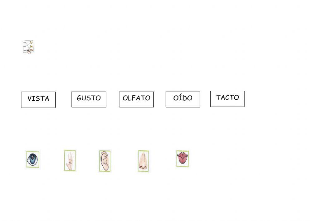Los sentidos
