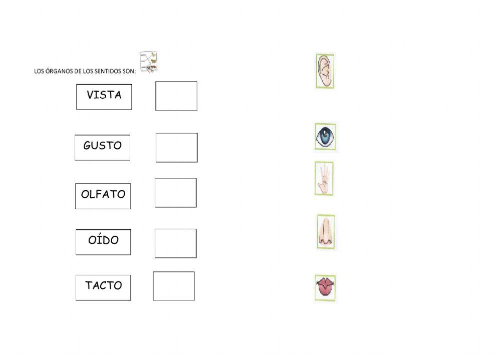 Los sentidos