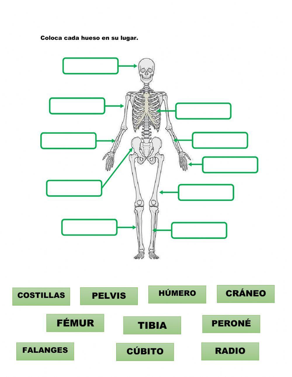 El sistema Locomotor