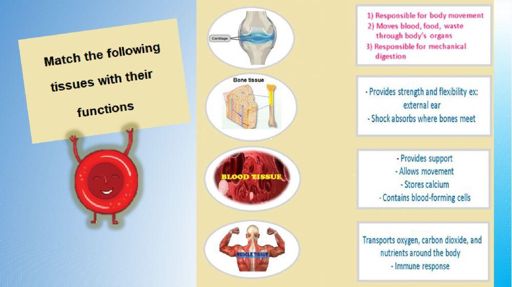 Connective and muscular tissues