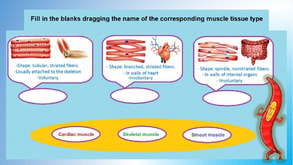 Connective and muscular tissues