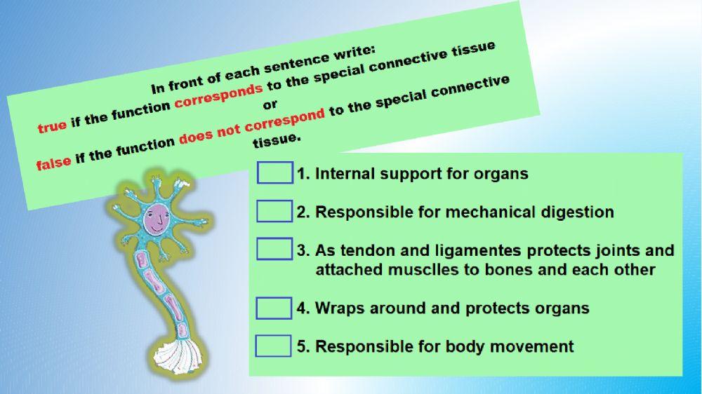 Connective and muscular tissues