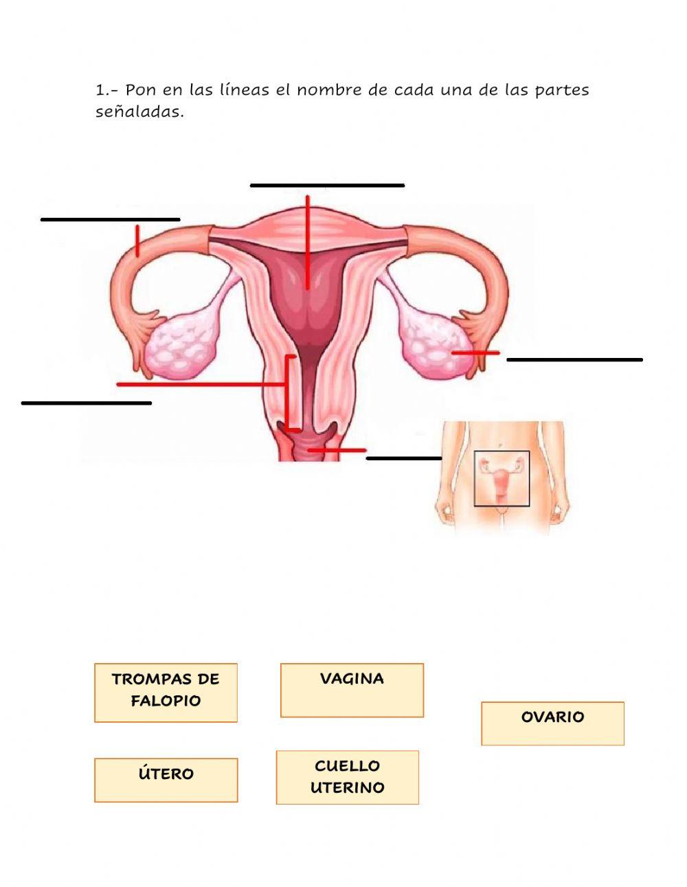 Esquema reproductor femenino