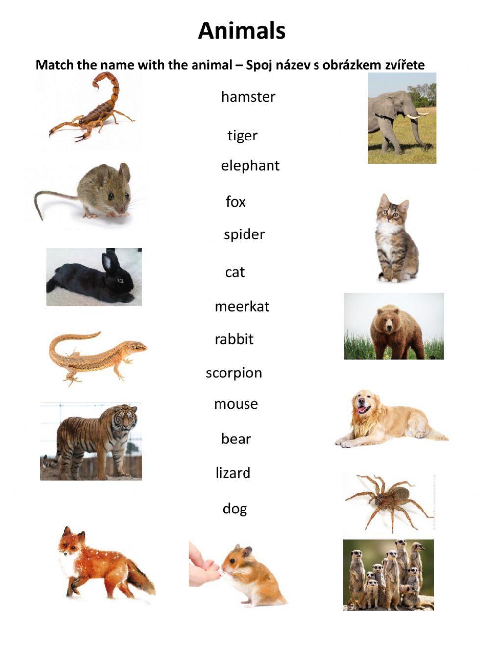 Animals 2 - vocabulary practice
