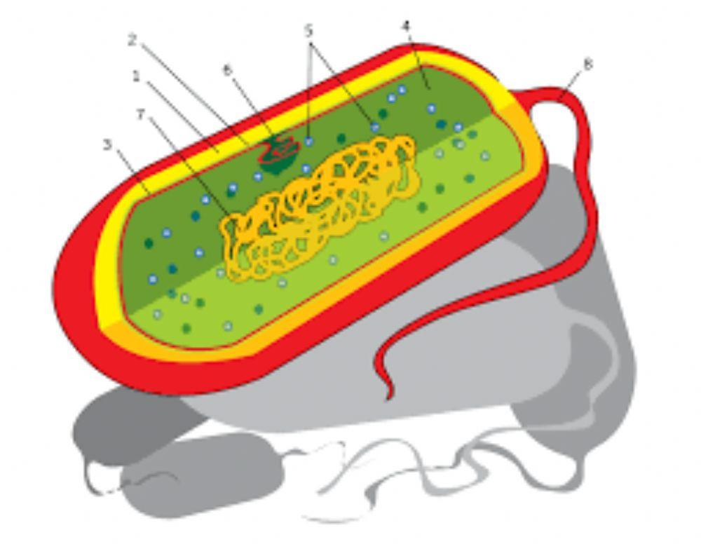 Cèl·lula procariota