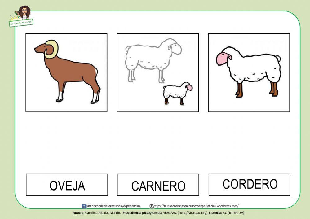 OVEJA, CORDERO y CARNERO