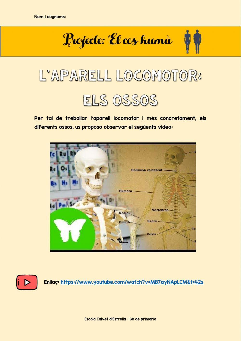 L'aparell locomotor: els ossos