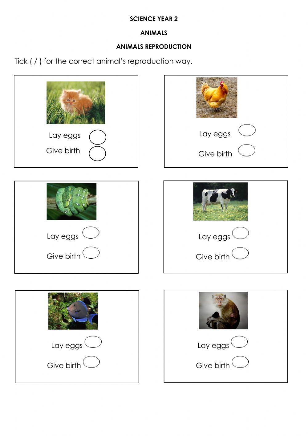 426612 animal s reproduction spellorarossa