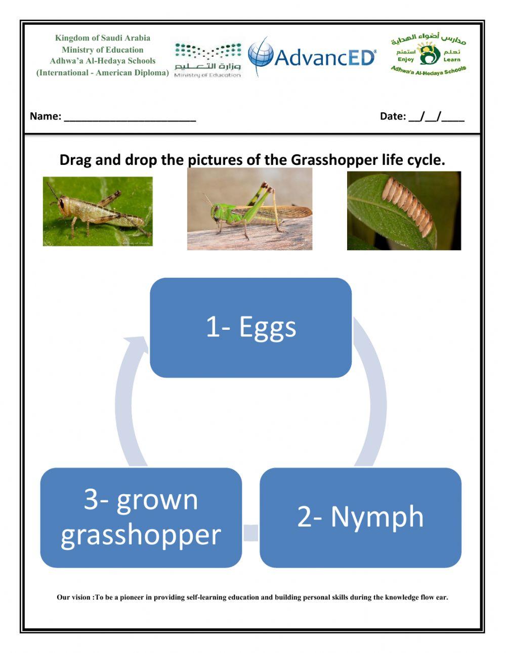 Grasshopperlife cycle