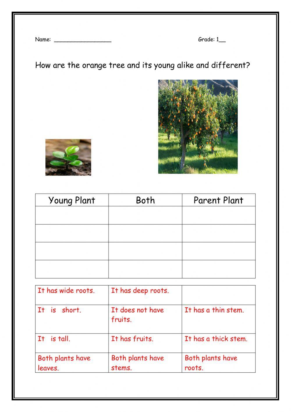 How are plants alike and different?