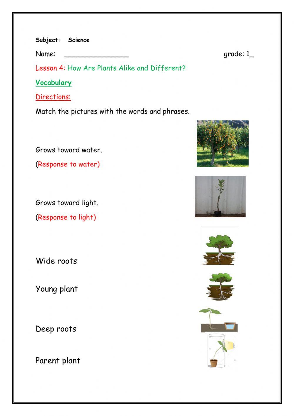 How are plants alike and different? vocab