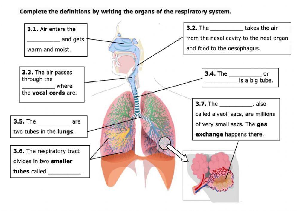Respiratory System - Practice 1