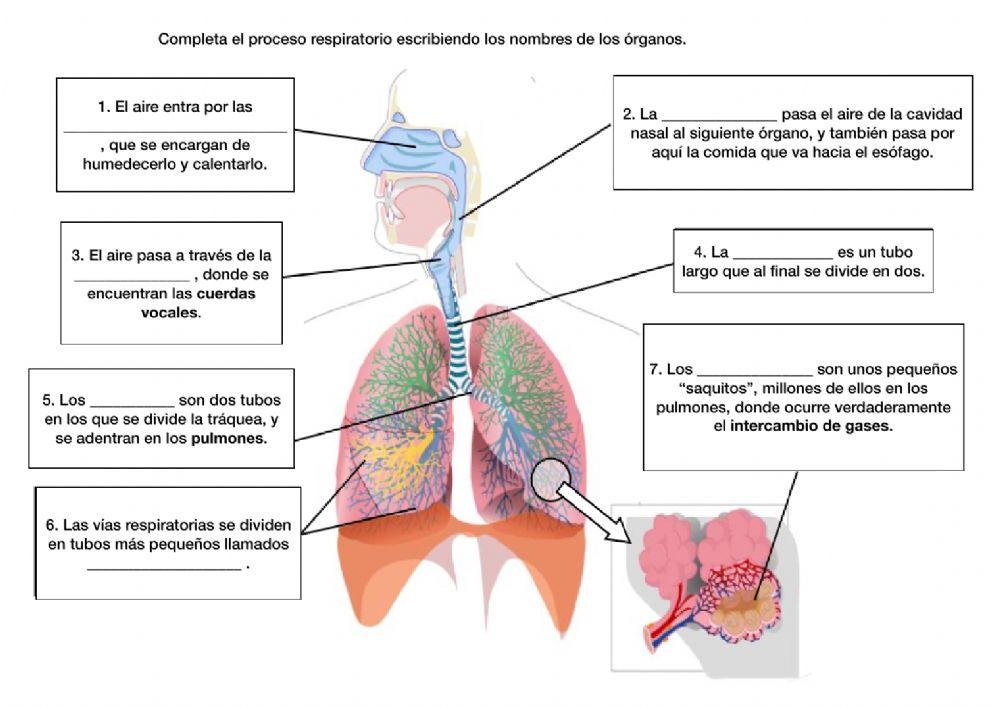 Sistema Respiratorio - Practice 1
