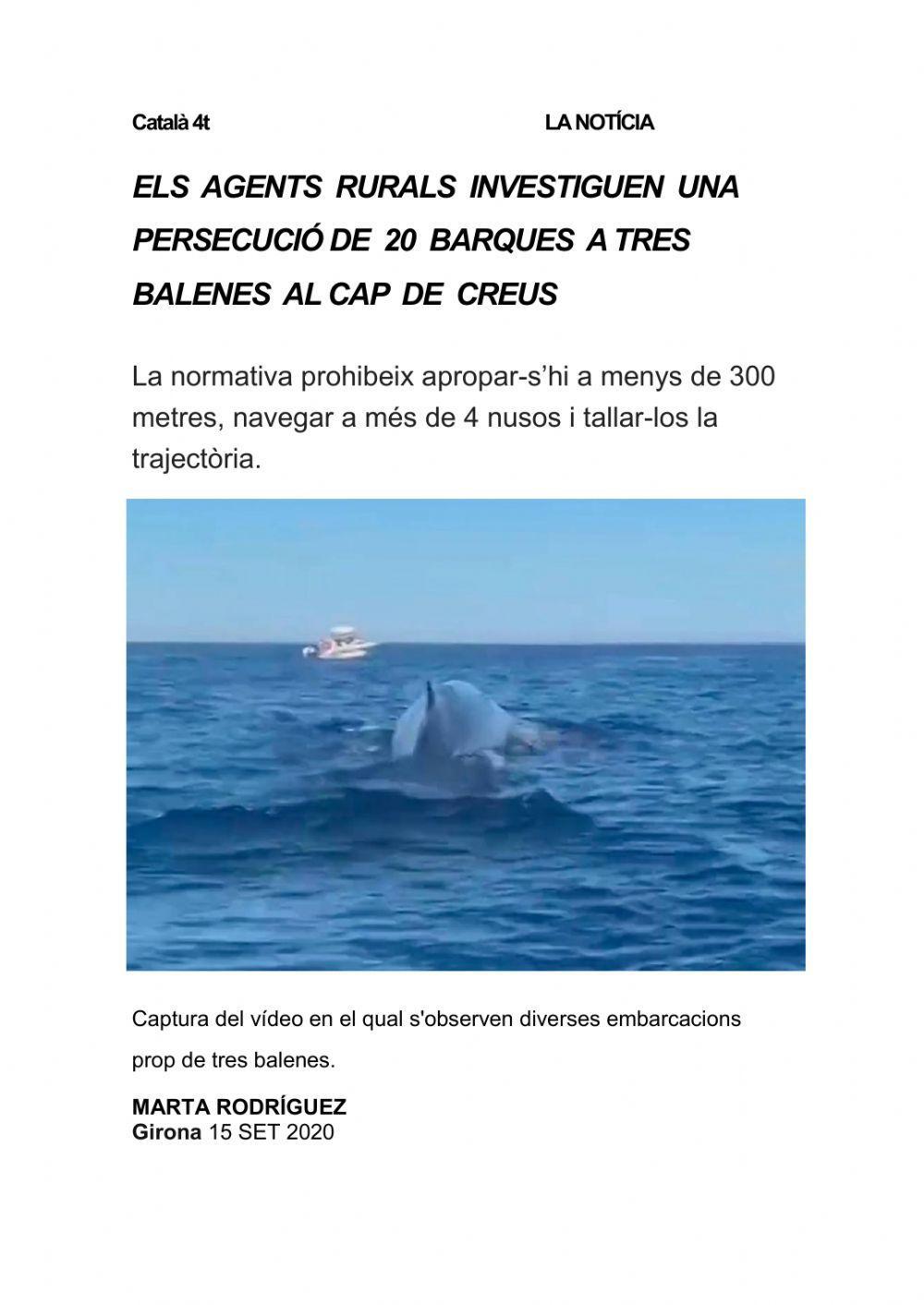 La notícia: les balenes