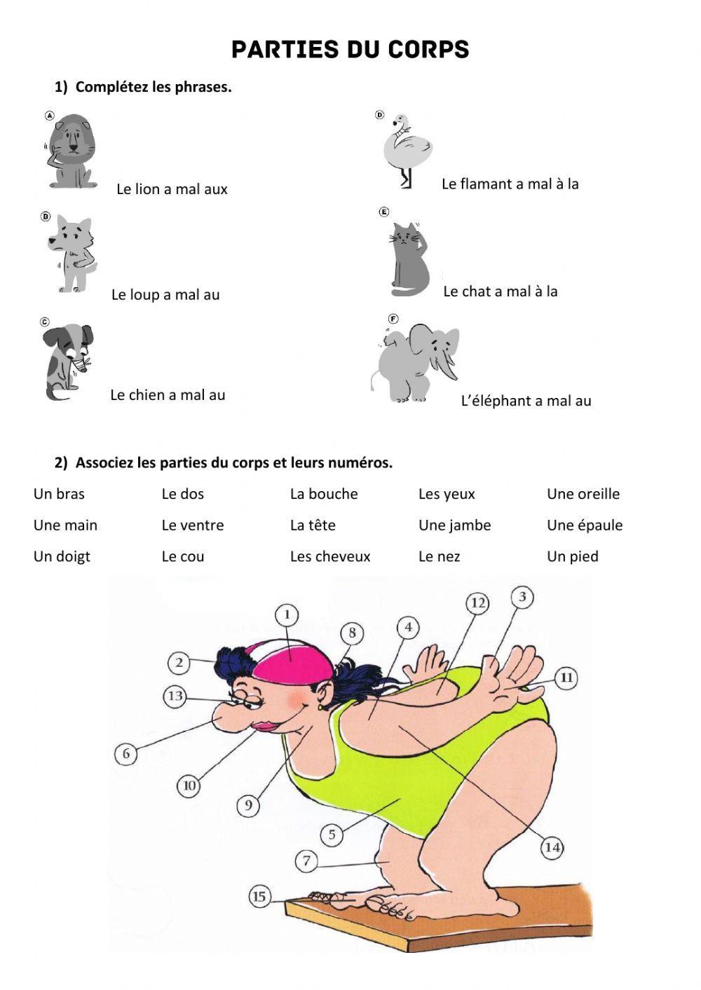 les parties du corps